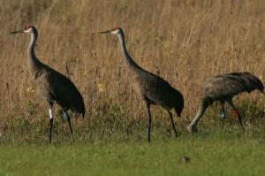 three-mississippi-sandhall-crane-flock-together-in-the-gras_w725_h483