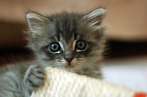 Cute_grey_kitten